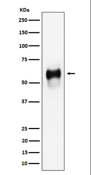 CD58 Rabbit Monoclonal Antibody
