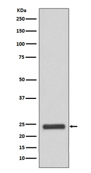 MRRF Rabbit Monoclonal Antibody