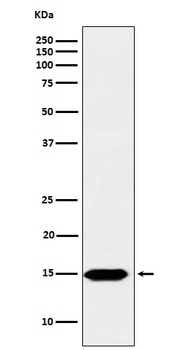 Histone H3 Rabbit Monoclonal Antibody