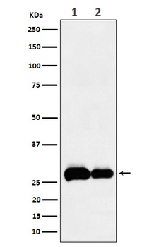 PHD3 Rabbit Monoclonal Antibody