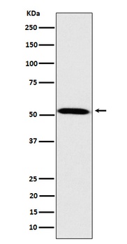 Fukutin Rabbit Monoclonal Antibody