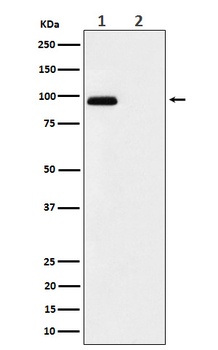 Phospho-FGFR3/FGFR3 Rabbit Monoclonal Antibody