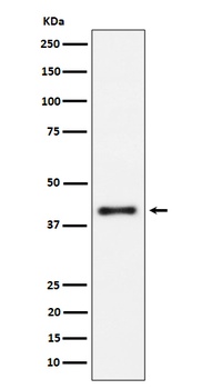 IL15RA Rabbit Monoclonal Antibody