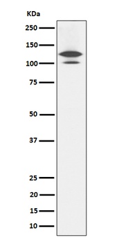 RASA1 Rabbit Monoclonal Antibody