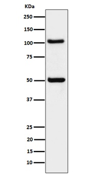 ORP1 Rabbit Monoclonal Antibody