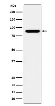 HOOK2 Rabbit Monoclonal Antibody