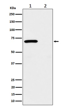 Phospho-Chk2 Rabbit Monoclonal Antibody
