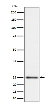 MRPS15 Rabbit Monoclonal Antibody