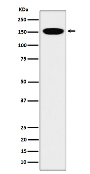 CNAP1 Rabbit Monoclonal Antibody