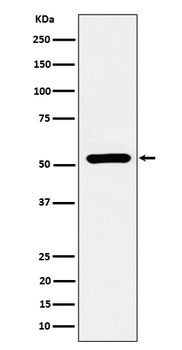 ADRA1A Rabbit Monoclonal Antibody