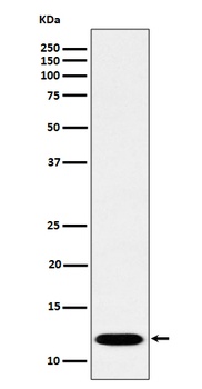 PCBD1 Rabbit Monoclonal Antibody