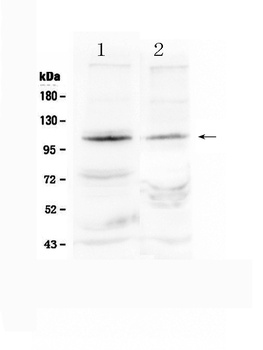 HIF-2-alpha/EPAS1/HIF Rabbit Polyclonal Antibody