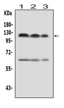 HIF-2-alpha/EPAS1/HIF Rabbit Polyclonal Antibody