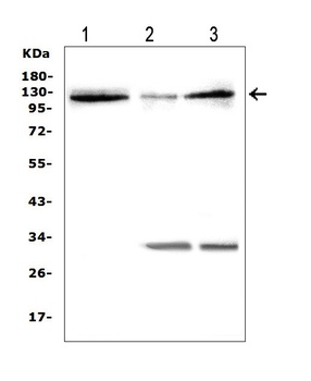 HIF-2-alpha/EPAS1/HIF Rabbit Polyclonal Antibody