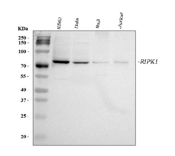 RIP/RIPK1 Rabbit Polyclonal Antibody