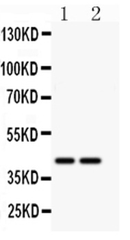 CD244 Rabbit Polyclonal Antibody