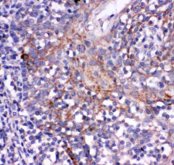 CD244 Rabbit Polyclonal Antibody