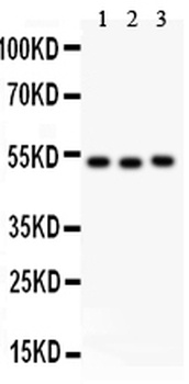 Factor VII/F7 Rabbit Polyclonal Antibody