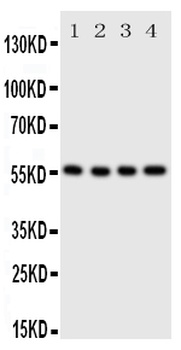 Glucose Transporter 5 GLUT5/SLC2A5 Rabbit Polyclonal Antibody