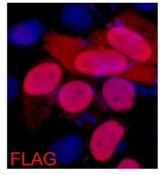 Flag-Tag Mouse mAb Antibody