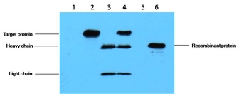 C-Myc-Tag Mouse mAb Antibody