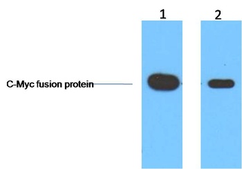 C-Myc-Tag Mouse mAb Antibody