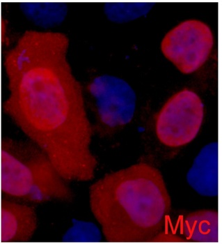 C-Myc-Tag Mouse mAb Antibody