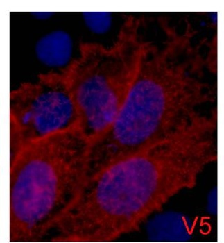 V5-Tag Mouse mAb