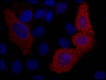 VSV-G-Tag Mouse mAb Antibody