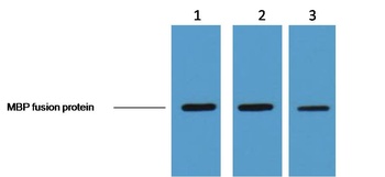 MBP-Tag Mouse mAb Antibody