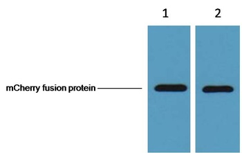 mCherry-Tag Mouse mAb Antibody