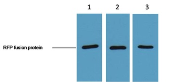RFP-Tag Mouse mAb Antibody