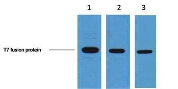 T7-Tag Mouse mAb Antibody