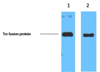 Trx-Tag Mouse mAb Antibody