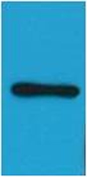 HA-Tag(HRP Conjugated) Mouse mAb Antibody