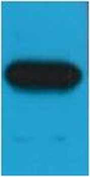 C-Myc-Tag(HRP Conjugated) Mouse mAb Antibody