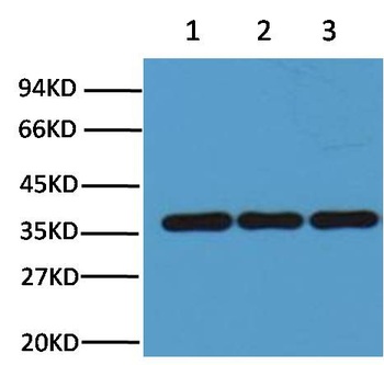 GAPDH Mouse mAb Antibody