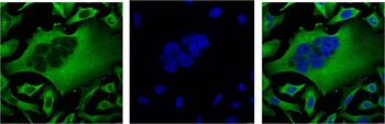 β-Tubulin Mouse mAb Antibody