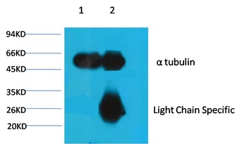 α-tubulin Mouse mAb Antibody