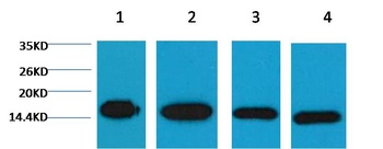 Histone H3 Mouse mAb Antibody