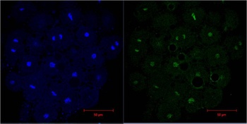 Histone H3 Mouse mAb Antibody