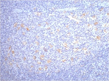 CD68 Mouse mAb Antibody