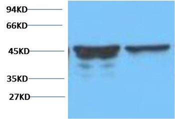 GFAP Mouse mAb Antibody