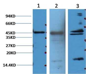Aquaporin 4 Mouse mAb Antibody