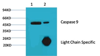 Caspase 9 Mouse mAb Antibody