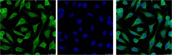 Caspase 9 Mouse mAb Antibody