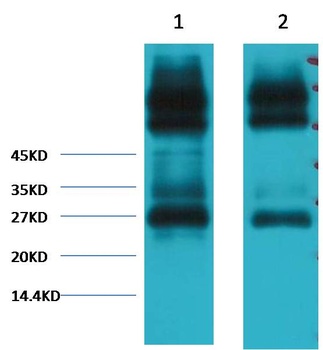 EFHD1 Mouse mAb Antibody