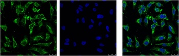 EFHD1 Mouse mAb Antibody
