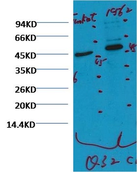 CD16 Mouse mAb Antibody