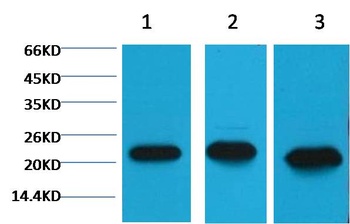 Peroxiredoxin 1 Mouse mAb Antibody